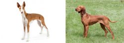 Ibizan Hound vs Hungarian Vizsla - Breed Comparison