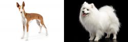 Ibizan Hound vs Japanese Spitz - Breed Comparison