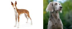 Ibizan Hound vs Longhaired Weimaraner - Breed Comparison