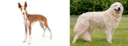 Ibizan Hound vs Maremma Sheepdog - Breed Comparison