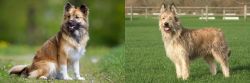 Icelandic Sheepdog vs Berger Picard - Breed Comparison