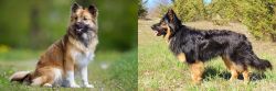 Icelandic Sheepdog vs Bohemian Shepherd - Breed Comparison