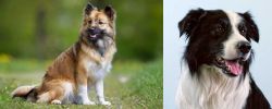 Icelandic Sheepdog vs Border Collie - Breed Comparison