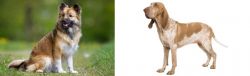 Icelandic Sheepdog vs Bracco Italiano - Breed Comparison