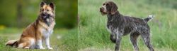 Icelandic Sheepdog vs Cesky Fousek - Breed Comparison