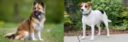 Icelandic Sheepdog vs Danish Swedish Farmdog - Breed Comparison