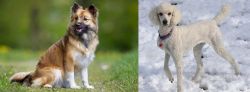 Icelandic Sheepdog vs Poodle - Breed Comparison