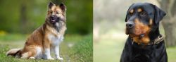 Icelandic Sheepdog vs Rottweiler - Breed Comparison