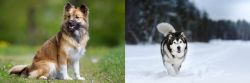Icelandic Sheepdog vs Siberian Husky - Breed Comparison