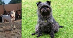 Indian Bull Terrier vs Affenpinscher - Breed Comparison