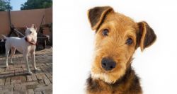 Indian Bull Terrier vs Airedale Terrier - Breed Comparison