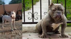 Indian Bull Terrier vs American Bully - Breed Comparison