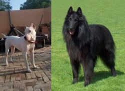 Indian Bull Terrier vs Belgian Shepherd Dog (Groenendael) - Breed Comparison