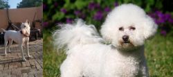 Indian Bull Terrier vs Bichon Frise - Breed Comparison