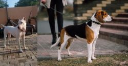 Indian Bull Terrier vs Estonian Hound - Breed Comparison