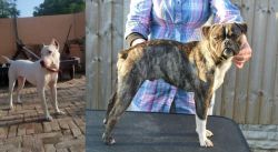 Indian Bull Terrier vs Fruggle - Breed Comparison