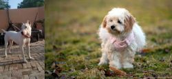 Indian Bull Terrier vs West Highland White Terrier - Breed Comparison