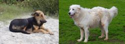 Indian Pariah Dog vs Abruzzenhund - Breed Comparison