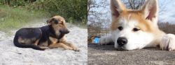 Indian Pariah Dog vs Akita - Breed Comparison