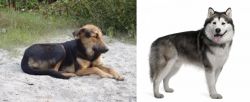 Indian Pariah Dog vs Alaskan Malamute - Breed Comparison