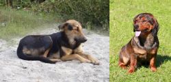 Indian Pariah Dog vs Alpine Dachsbracke - Breed Comparison
