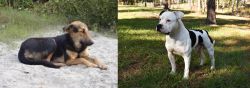 Indian Pariah Dog vs American Bulldog - Breed Comparison