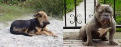 Indian Pariah Dog vs American Bully - Breed Comparison