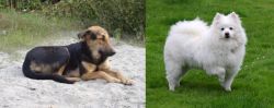 Indian Pariah Dog vs American Eskimo Dog - Breed Comparison