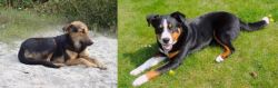 Indian Pariah Dog vs Appenzell Mountain Dog - Breed Comparison