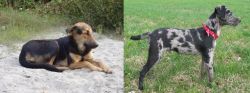 Indian Pariah Dog vs Atlas Terrier - Breed Comparison