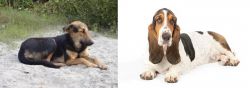 Indian Pariah Dog vs Basset Hound - Breed Comparison
