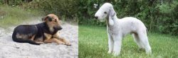 Indian Pariah Dog vs Bedlington Terrier - Breed Comparison