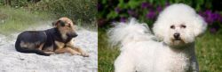 Indian Pariah Dog vs Bichon Frise - Breed Comparison