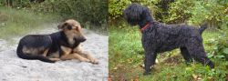 Indian Pariah Dog vs Black Russian Terrier - Breed Comparison