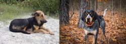 Indian Pariah Dog vs Bluetick Coonhound - Breed Comparison