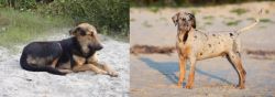 Indian Pariah Dog vs Catahoula Cur - Breed Comparison