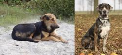 Indian Pariah Dog vs Catahoula Leopard - Breed Comparison