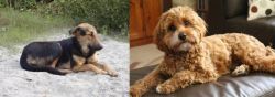Indian Pariah Dog vs Cavapoo - Breed Comparison