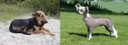 Indian Pariah Dog vs Chinese Crested Dog - Breed Comparison