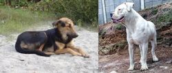 Indian Pariah Dog vs Dogo Guatemalteco - Breed Comparison
