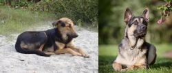 Indian Pariah Dog vs East European Shepherd - Breed Comparison