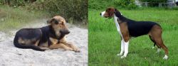 Indian Pariah Dog vs Finnish Hound - Breed Comparison