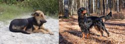 Indian Pariah Dog vs Gordon Setter - Breed Comparison