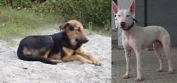 Indian Pariah Dog vs Gull Terr - Breed Comparison