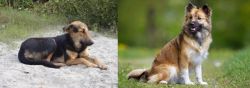 Indian Pariah Dog vs Icelandic Sheepdog - Breed Comparison