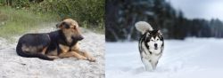 Indian Pariah Dog vs Siberian Husky - Breed Comparison