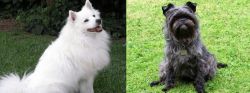 Indian Spitz vs Affenpinscher - Breed Comparison