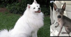Indian Spitz vs American Hairless Terrier - Breed Comparison