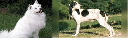 Indian Spitz vs Ariegeois - Breed Comparison