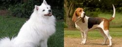 Indian Spitz vs Artois Hound - Breed Comparison